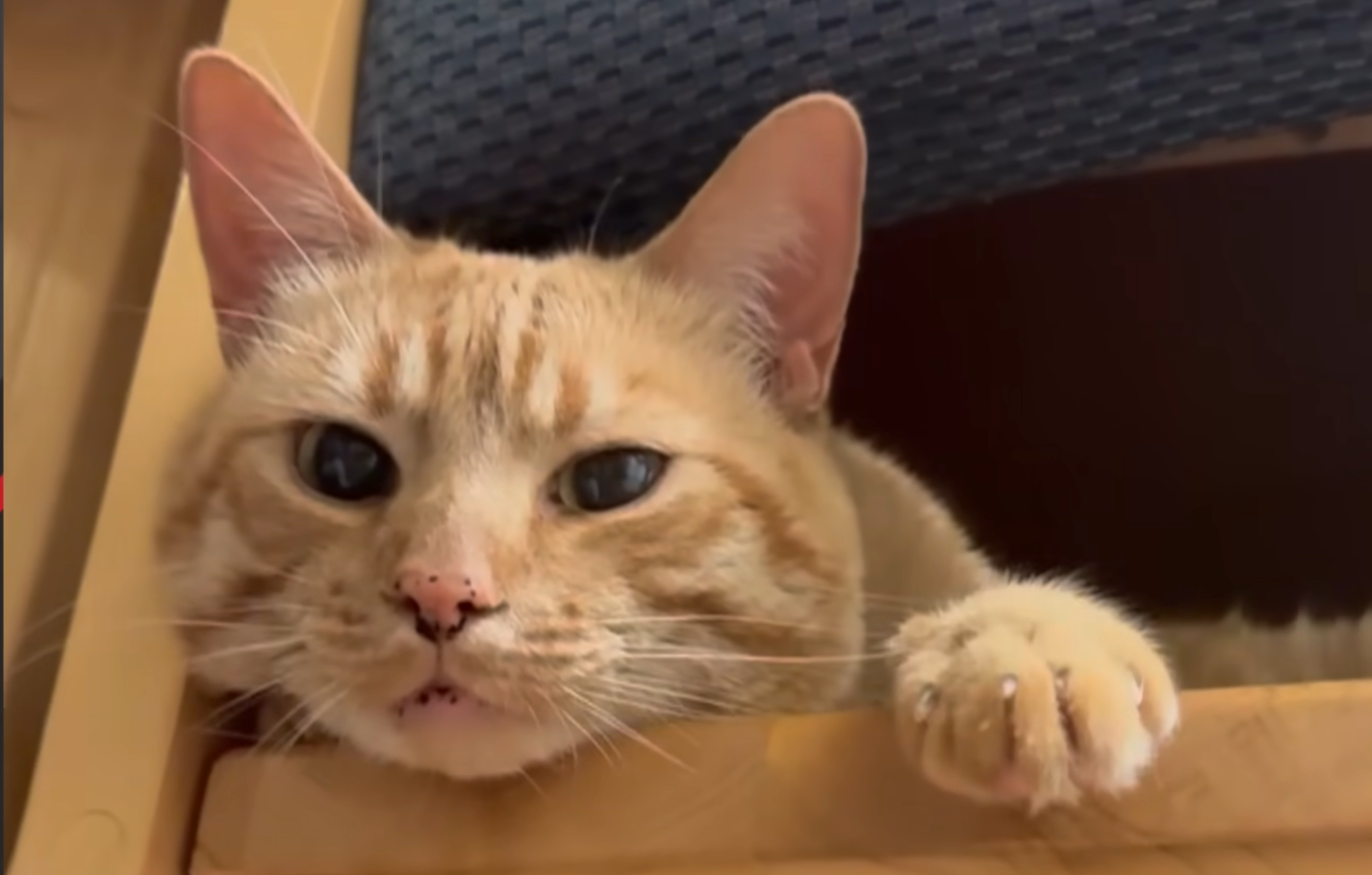 She Took Home a Shy Shelter Cat—What Happened Next Was Heartwarming