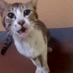 Gym Enthusiast's Routine Trip Uncovers Starving Stray Cat Desperately Seeking a Friend