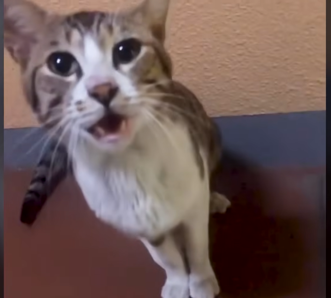 Gym Enthusiast's Routine Trip Uncovers Starving Stray Cat Desperately Seeking a Friend