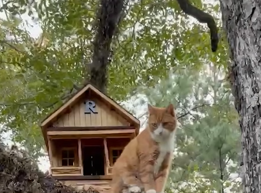 Outdoor Cat Ravioli Claims His Throne in Stunning Custom Treehouse