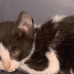 Daring Kuwaiti Driver Rescues Tiny Kitten from Highway Nightmare After Thinking She Struck It