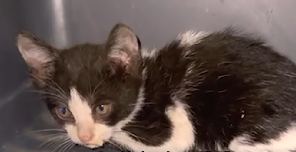 Daring Kuwaiti Driver Rescues Tiny Kitten from Highway Nightmare After Thinking She Struck It