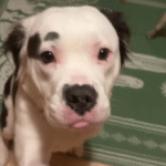 Breeder Dog Mia Steps Into the Outdoors for the First Time After Lifelong Confinement