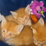 Woman Preparing for Hurricane Stunned to Find Kittens Under Her House