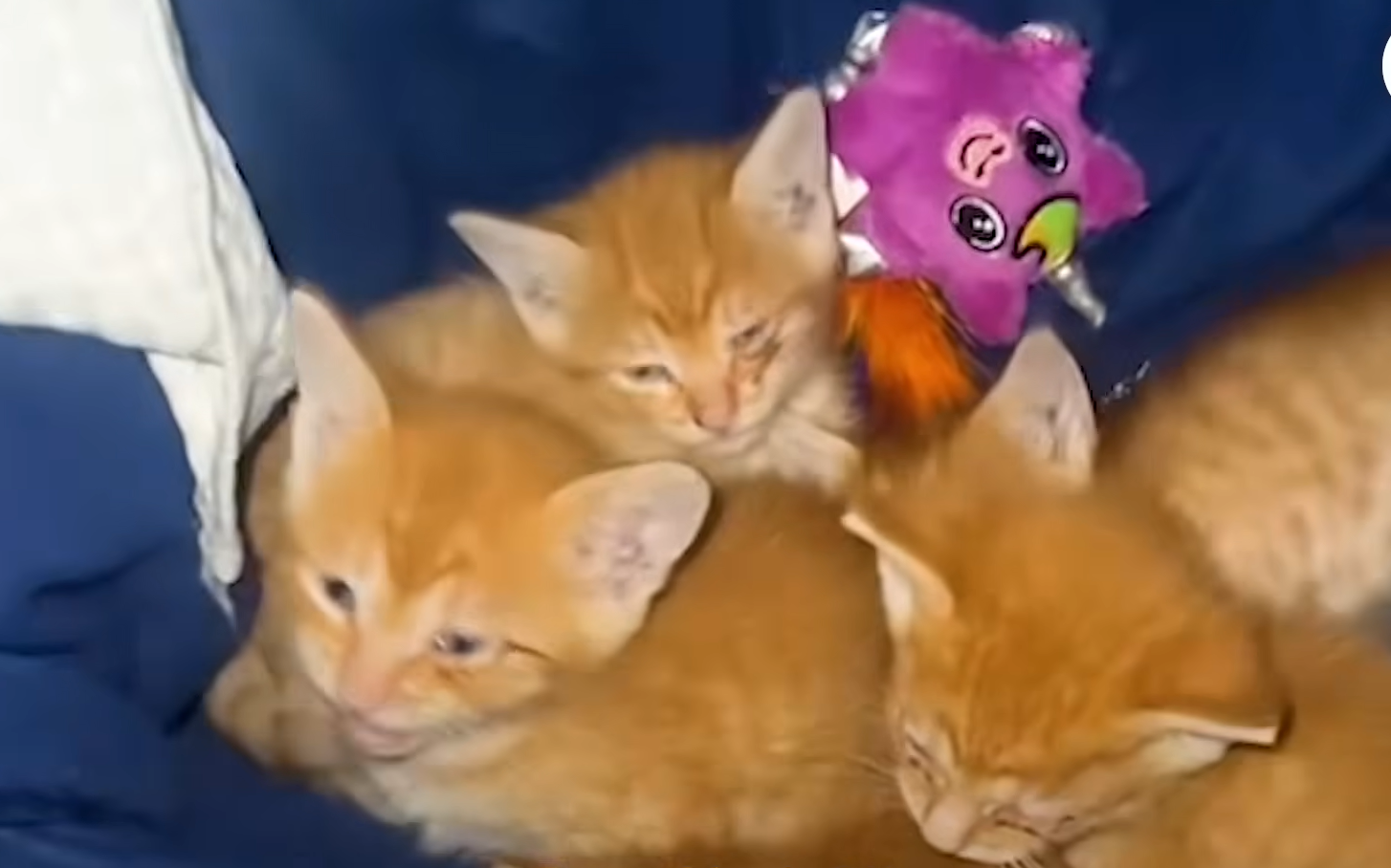 Woman Preparing for Hurricane Stunned to Find Kittens Under Her House