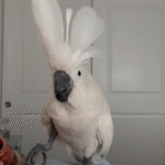 Cockatoo Chief's Dog-Like Barks at Men Turn Him into Viral Household Hero