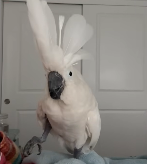 Cockatoo Chief's Dog-Like Barks at Men Turn Him into Viral Household Hero