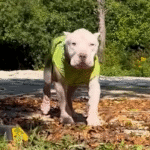 Bald Pit Bull Clyde's Jaw-Dropping Glow-Up: From Feverish Stray to Jammie-Clad Stud