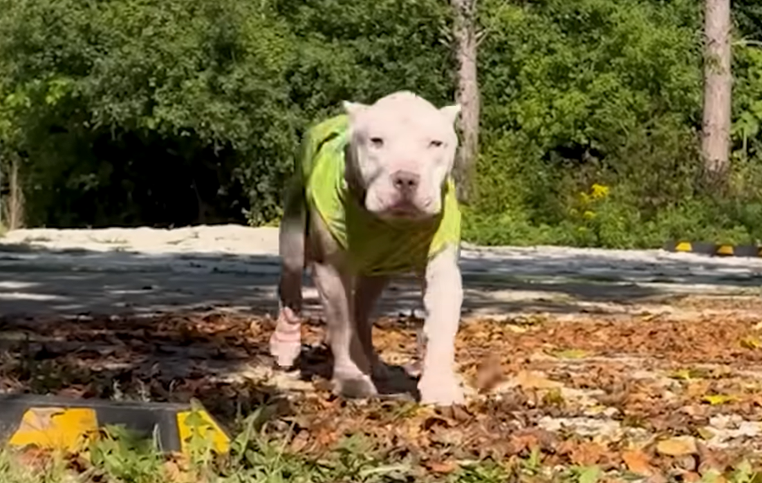 Bald Pit Bull Clyde's Jaw-Dropping Glow-Up: From Feverish Stray to Jammie-Clad Stud