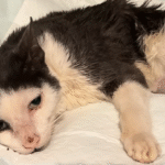 Tiny Kitten's Desperate Cries from Under Dumpster Spark Miraculous Turnaround