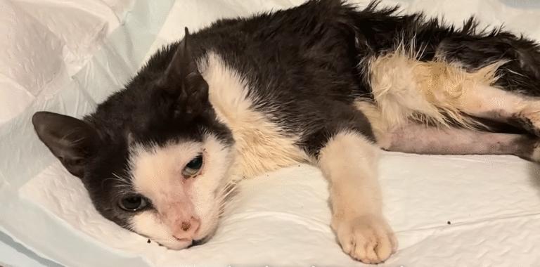 Tiny Kitten's Desperate Cries from Under Dumpster Spark Miraculous Turnaround