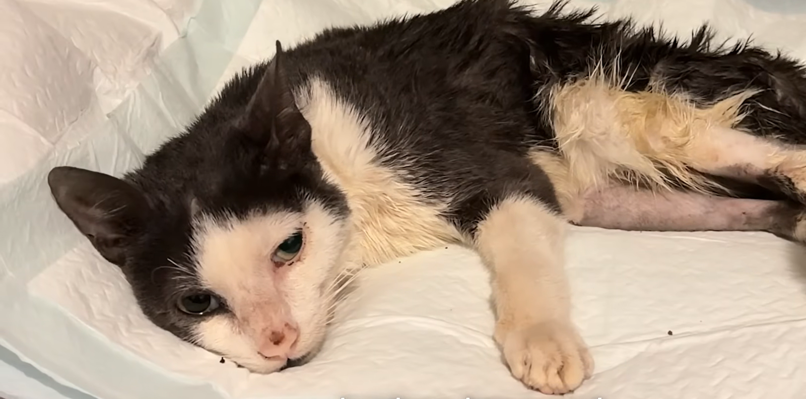 Tiny Kitten's Desperate Cries from Under Dumpster Spark Miraculous Turnaround