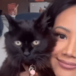 Miracle Cat Defies Six-Month Death Sentence in Heartwarming Foster Triumph