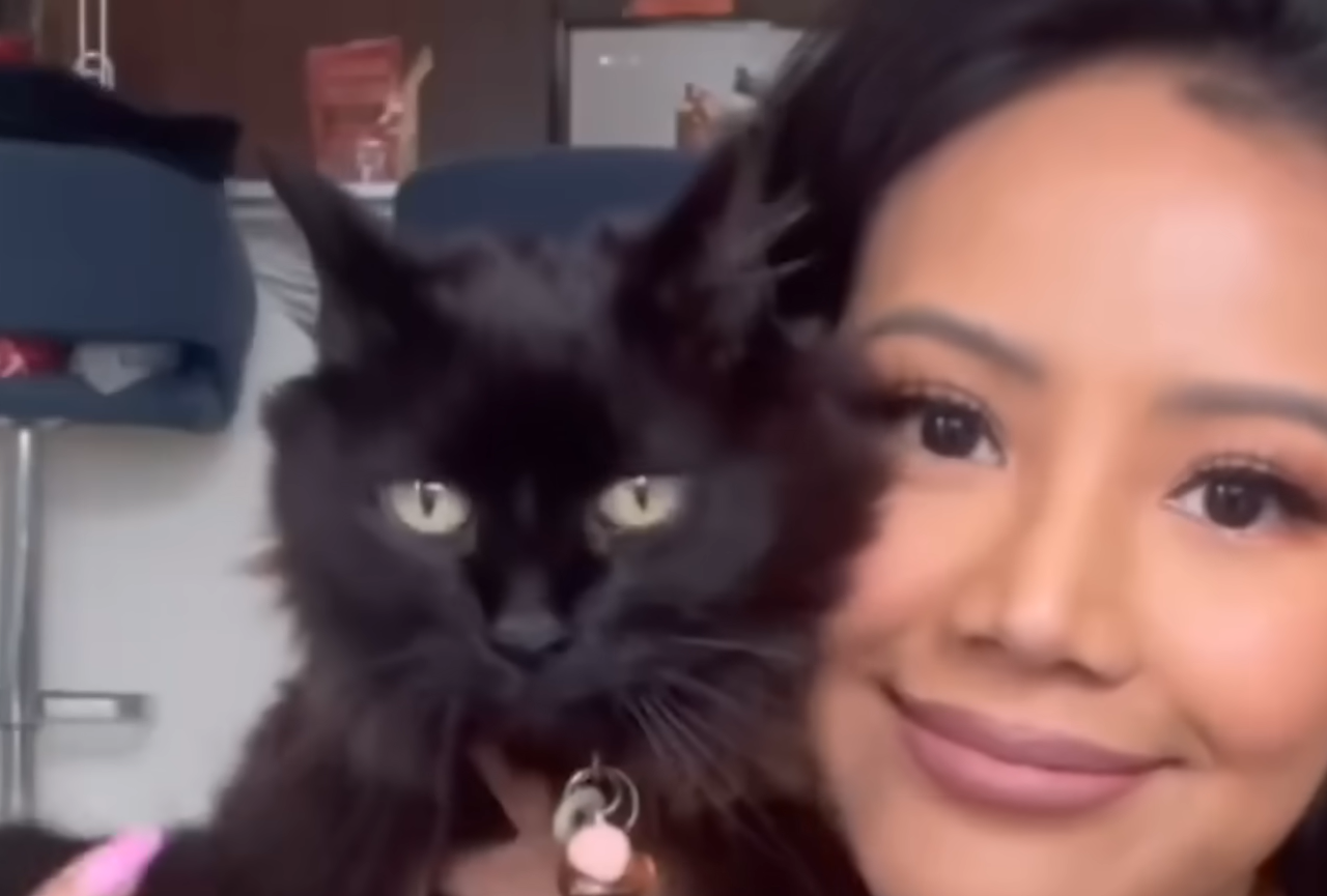 Miracle Cat Defies Six-Month Death Sentence in Heartwarming Foster Triumph