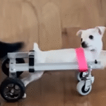 Dad's DIY Genius Gives Legless Puppy Roo the Wheels to Conquer the World