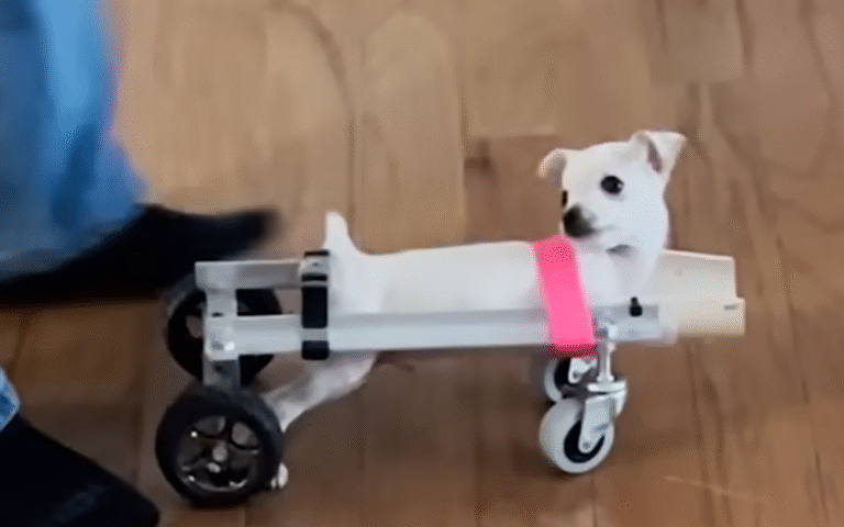 Dad's DIY Genius Gives Legless Puppy Roo the Wheels to Conquer the World