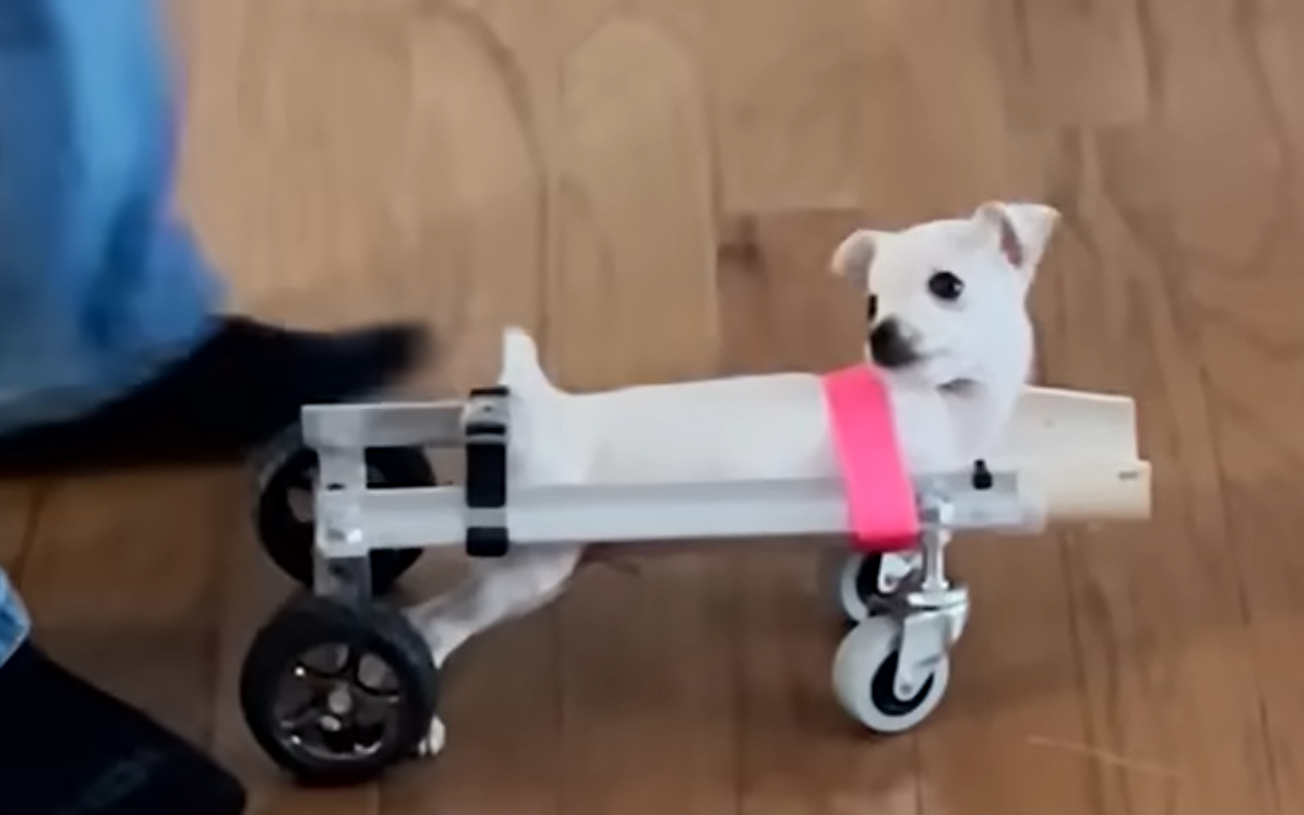 Dad's DIY Genius Gives Legless Puppy Roo the Wheels to Conquer the World