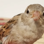 Tiny Rescue Bird Shadows Her Human Mom Like a Loyal Pup, Winning Hearts Everywhere