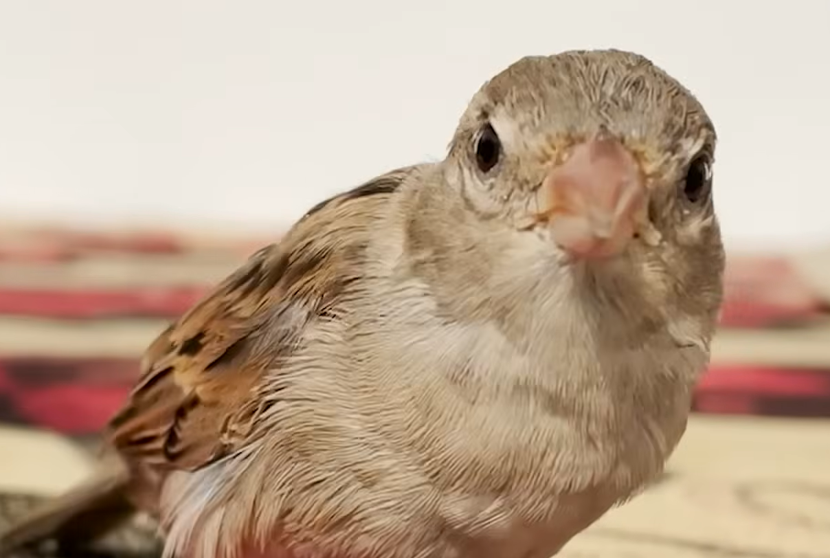 Tiny Rescue Bird Shadows Her Human Mom Like a Loyal Pup, Winning Hearts Everywhere