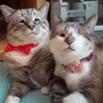 Devoted Cat Captivates Hearts with Loving Care for Special Needs Sister