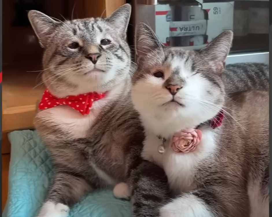 Devoted Cat Captivates Hearts with Loving Care for Special Needs Sister