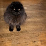 One Year Later: Feral Cat's Distant Devotion Turns Him into TikTok Star