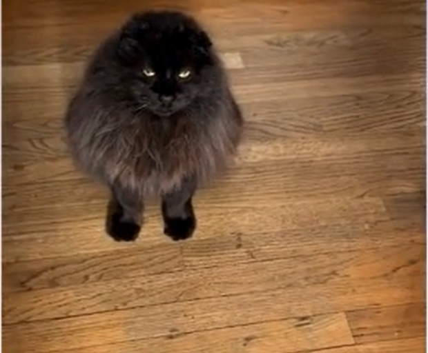 One Year Later: Feral Cat's Distant Devotion Turns Him into TikTok Star