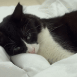 From Dubai's Streets to the Skies: Rescued Cat's Calm Steals the Show in Relocation Saga