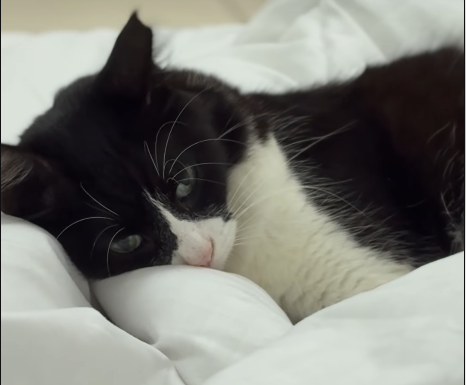 From Dubai's Streets to the Skies: Rescued Cat's Calm Steals the Show in Relocation Saga