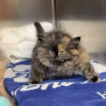 Puff Kitty Zoe Stuns Vets at Palm Springs Shelter with Balloon-Like Inflation