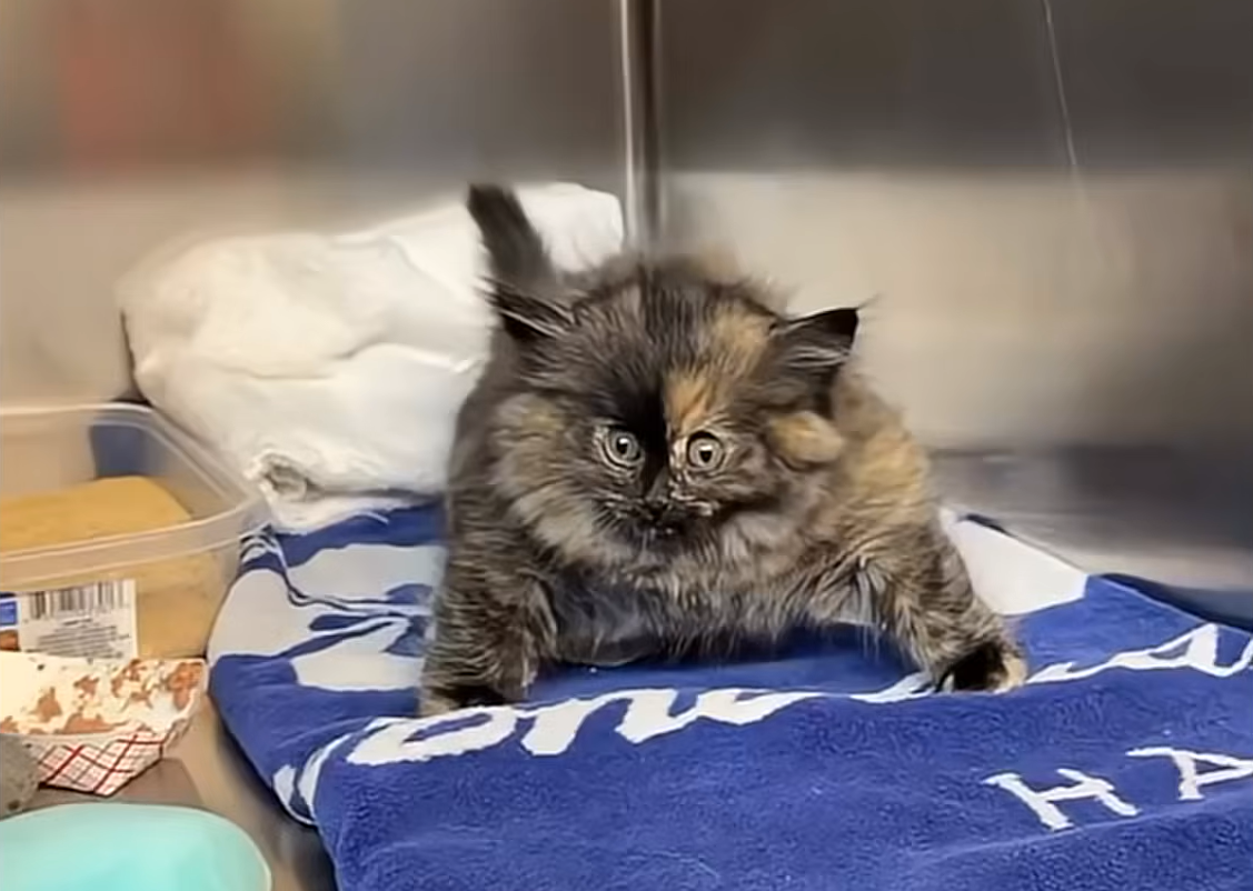 Puff Kitty Zoe Stuns Vets at Palm Springs Shelter with Balloon-Like Inflation