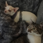 Chihuahua's Two-Year Play Quest with Footless Cat Mr. Toe Beans Captivates the Internet