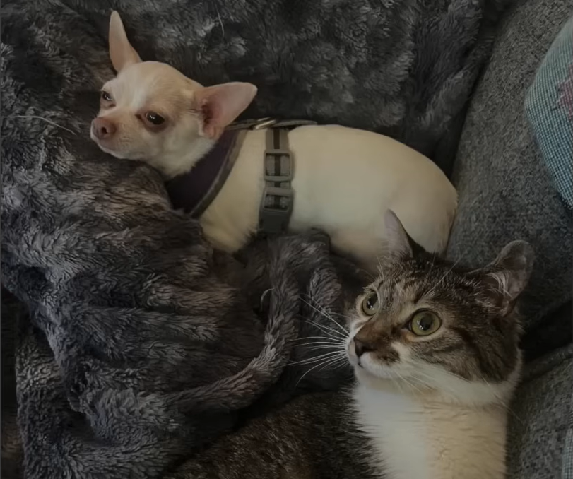 Chihuahua's Two-Year Play Quest with Footless Cat Mr. Toe Beans Captivates the Internet