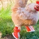 Chicken with Nubs for Feet Rocks a Wardrobe of 30 Custom Shoe Pairs