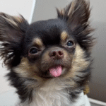 Viral Chihuahua's Over-the-Top Meltdown Captures Hearts After Feeling Ignored