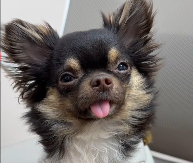 Viral Chihuahua's Over-the-Top Meltdown Captures Hearts After Feeling Ignored