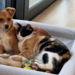 Calico Cat's Heartfelt Choice: Dog's Bed Becomes Ultimate Safe Haven