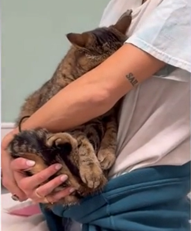 Miami Beach Cat's Clingy Vet Panic Sparks Viral Wave of Pet Owner Tales