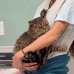 Miami Beach Cat's Clingy Vet Panic Sparks Viral Wave of Pet Owner Tales