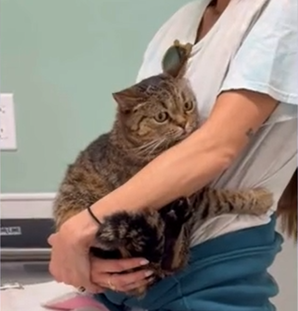 Miami Beach Cat's Clingy Vet Panic Sparks Viral Wave of Pet Owner Tales