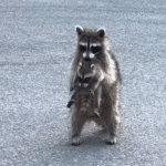 Determined Mama Raccoon Stashes Newborns in Suburban Garage Amid Urban Wildlife Surge
