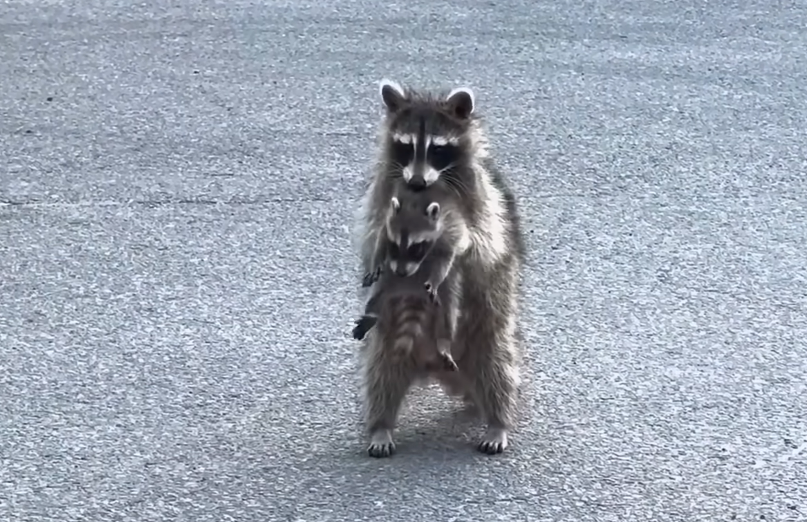 Determined Mama Raccoon Stashes Newborns in Suburban Garage Amid Urban Wildlife Surge