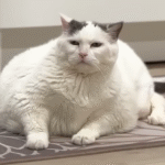 23-Pound Wobbly Cat CC's Inspiring Weight Loss Journey Sparks Hope for Overweight Pets