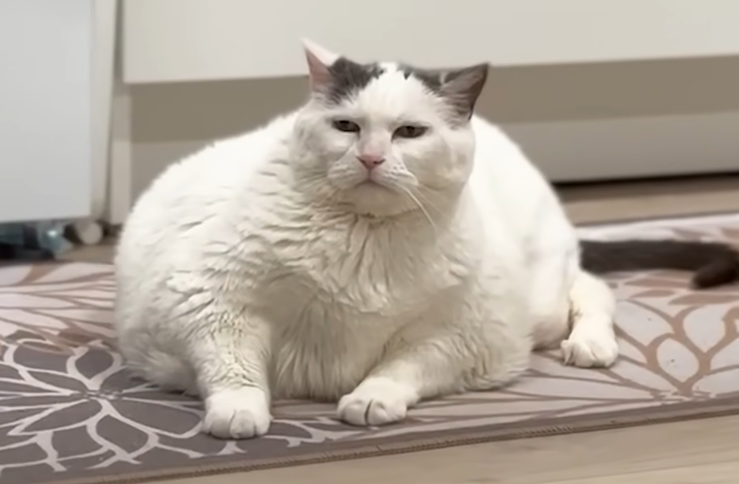23-Pound Wobbly Cat CC's Inspiring Weight Loss Journey Sparks Hope for Overweight Pets