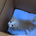 Shelter Volunteer Unboxes Screaming Newborn Kitten in Donation Surprise