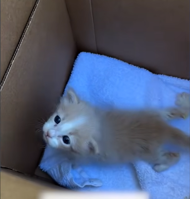Shelter Volunteer Unboxes Screaming Newborn Kitten in Donation Surprise