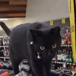 Rescue Cat Betty Trades Streets for Liquor Store Shelves in Heartwarming Turn