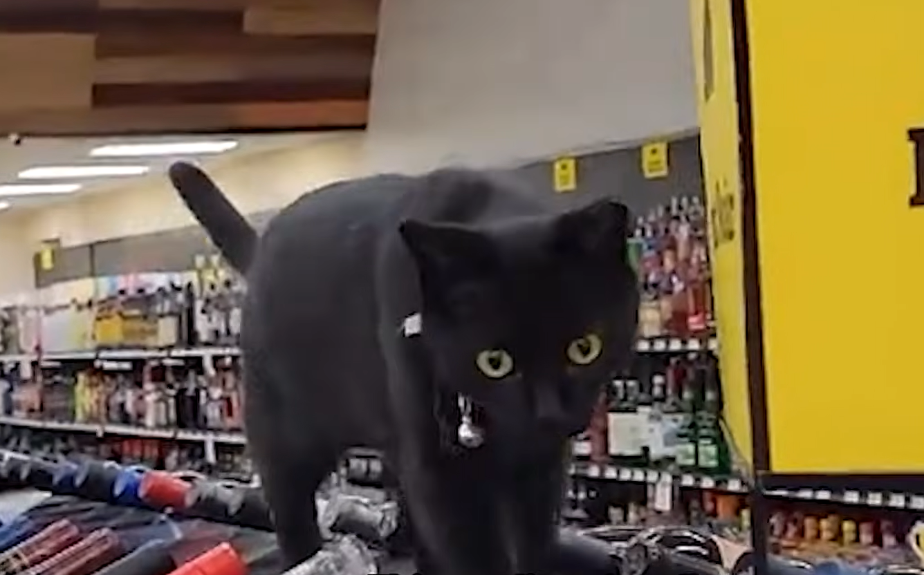 Rescue Cat Betty Trades Streets for Liquor Store Shelves in Heartwarming Turn