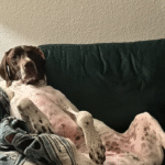 Dog Turns Into Dude on Couch: Viral Pet Phenomenon Grips Social Media