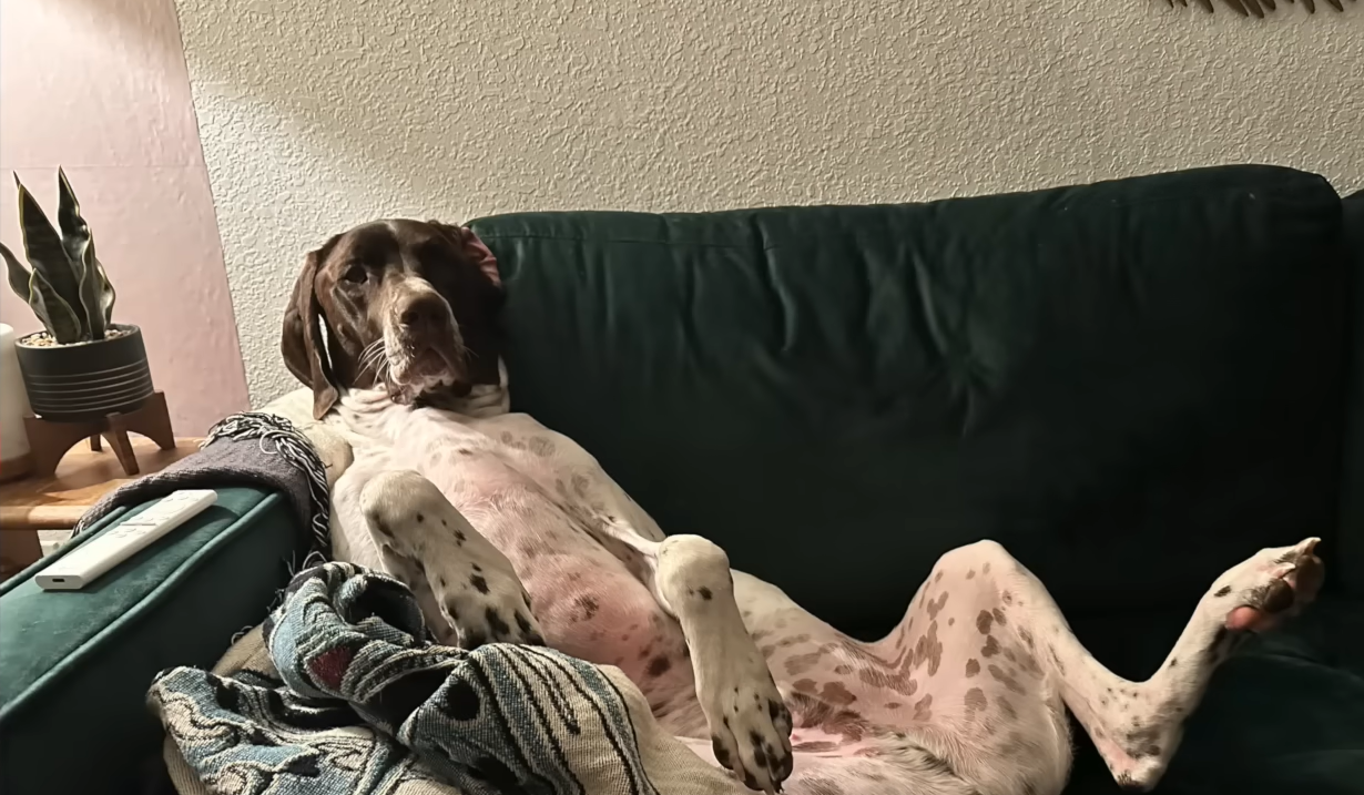 Dog Turns Into Dude on Couch: Viral Pet Phenomenon Grips Social Media